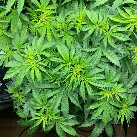 Plantzero3 growlog timeline photo