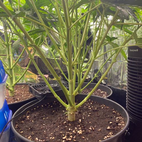Plantzero3 growlog timeline photo