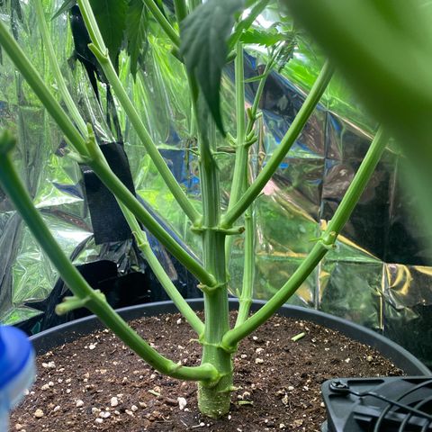 Plantzero2 growlog photo: Rostige Blätter werden beobachtet.