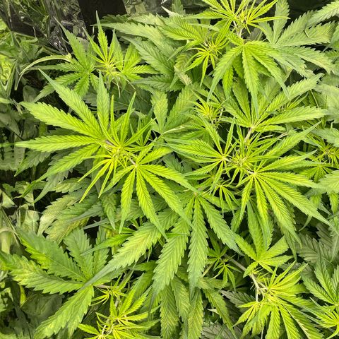Plantzero2 growlog photo: Rostige Blätter werden beobachtet.
