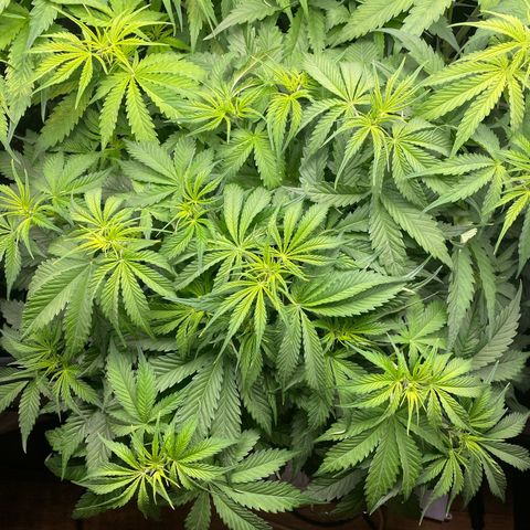 Plantzero3 growlog timeline photo