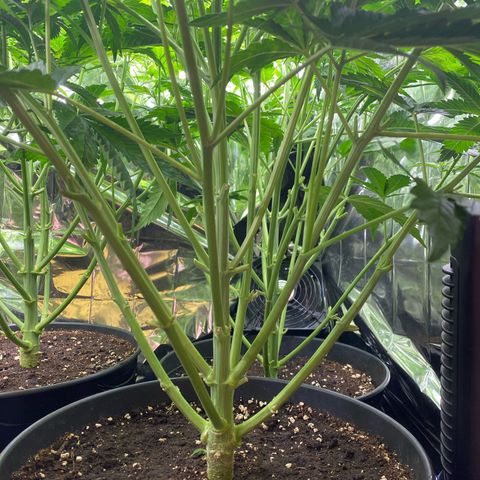 Plantzero3 growlog timeline photo