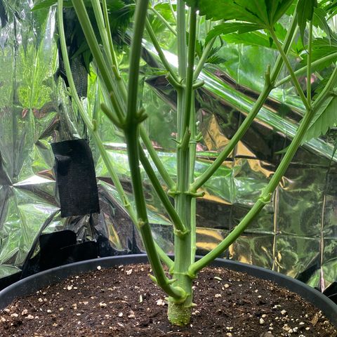 Plantzero2 growlog timeline photo