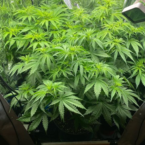 Plantzero2 growlog timeline photo
