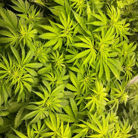 Plantzero2 growlog timeline photo