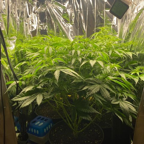Plantzero2 growlog timeline photo