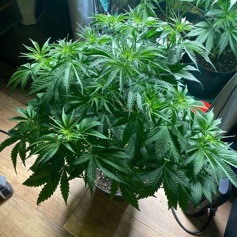 Plantzero3 growlog timeline photo