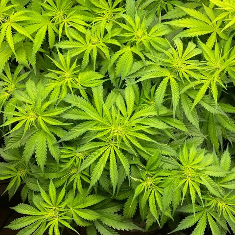 Plantzero3 growlog timeline photo