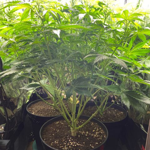Plantzero3 growlog timeline photo