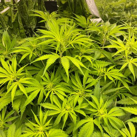 Plantzero2 growlog timeline photo