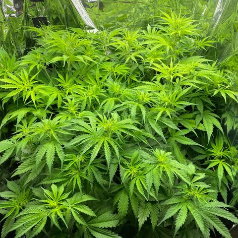 Plantzero2 growlog timeline photo