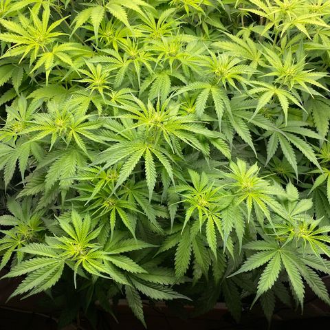 Plantzero3 growlog timeline photo