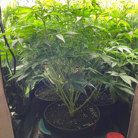 Plantzero3 growlog timeline photo