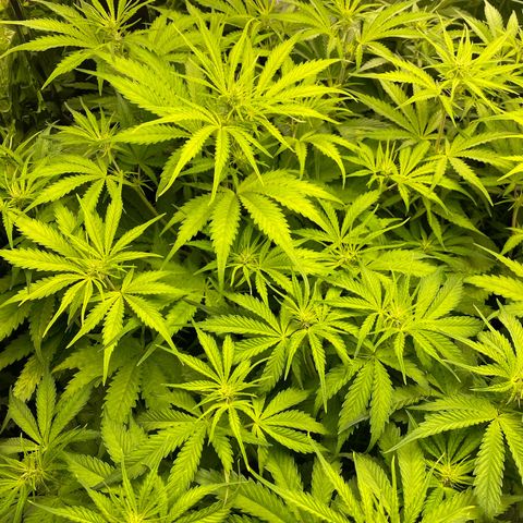 Plantzero2 growlog timeline photo
