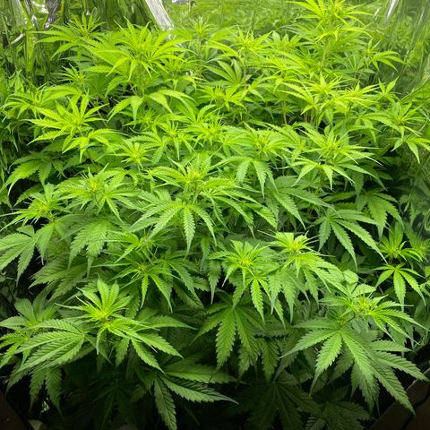 Plantzero2 growlog timeline photo