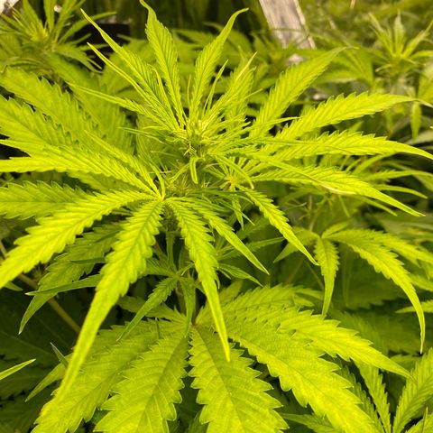 Plantzero2 growlog timeline photo