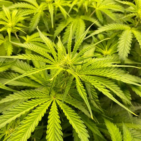 Plantzero3 growlog timeline photo