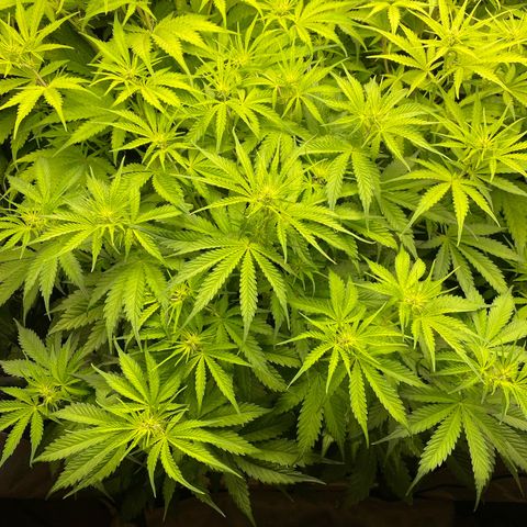 Plantzero3 growlog timeline photo