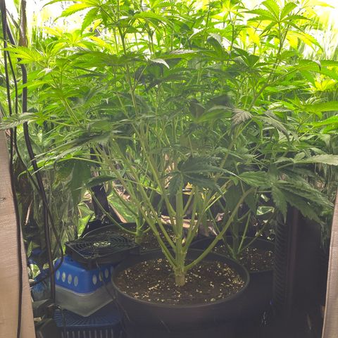 Plantzero3 growlog timeline photo