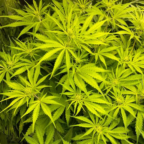 Plantzero2 growlog timeline photo