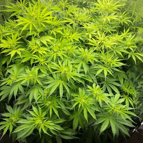 Plantzero2 growlog photo: Sieht alles ganz gut aus, soweit ich das beurteilen kann und langsam entwickeln sich auch die Blüten.