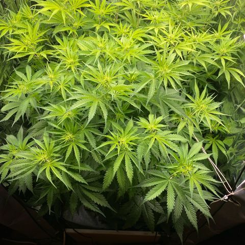 Plantzero2 growlog photo: Ein wenig den Höhenunterschied ausgleichen.