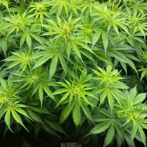 Plantzero3 growlog timeline photo