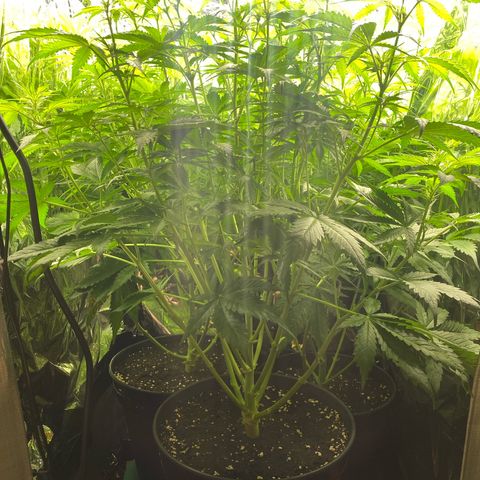 Plantzero3 growlog timeline photo