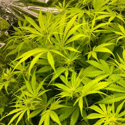 Plantzero2 growlog timeline photo