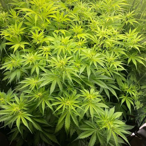Plantzero2 growlog timeline photo