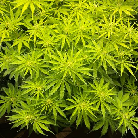 Plantzero3 growlog timeline photo