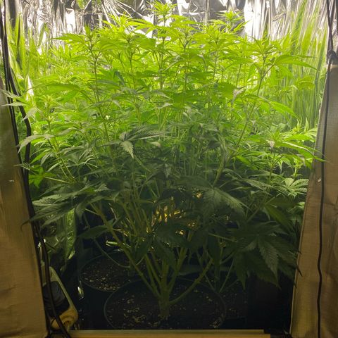 Plantzero3 growlog timeline photo