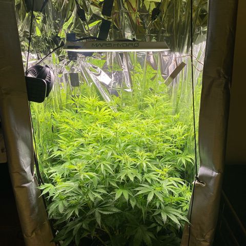 Plantzero2 growlog photo: Komplette Box um 20cm erhöht, weil oben kein Platz mehr war.😅
Ich hoffe das strecken hält bald an.