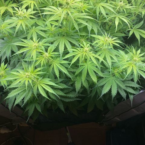 Plantzero3 growlog timeline photo