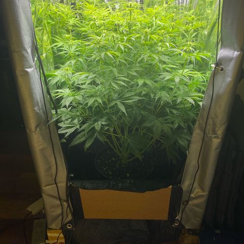 Plantzero3 growlog timeline photo