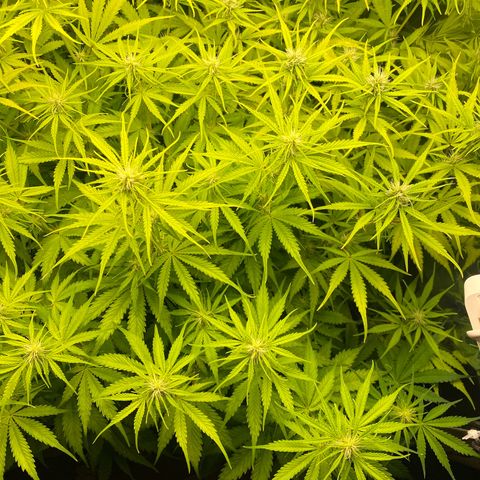 Plantzero3 growlog timeline photo