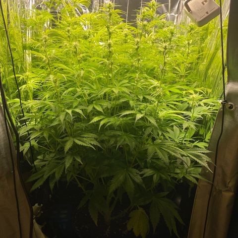 Plantzero3 growlog timeline photo