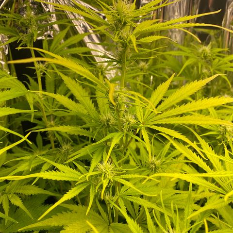 Plantzero2 growlog timeline photo