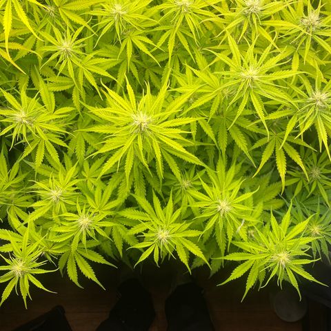 Plantzero3 growlog timeline photo