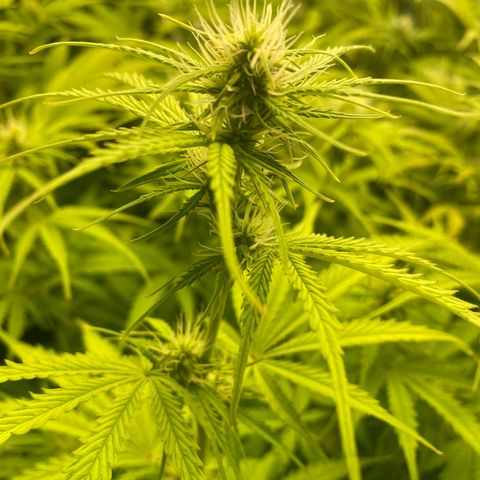 Plantzero3 growlog timeline photo