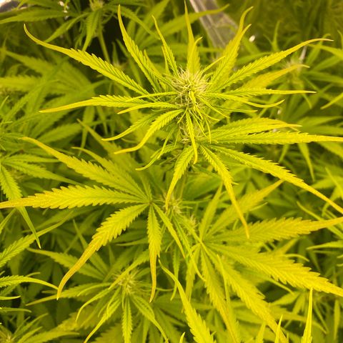 Plantzero2 growlog timeline photo