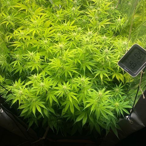 Plantzero2 growlog timeline photo