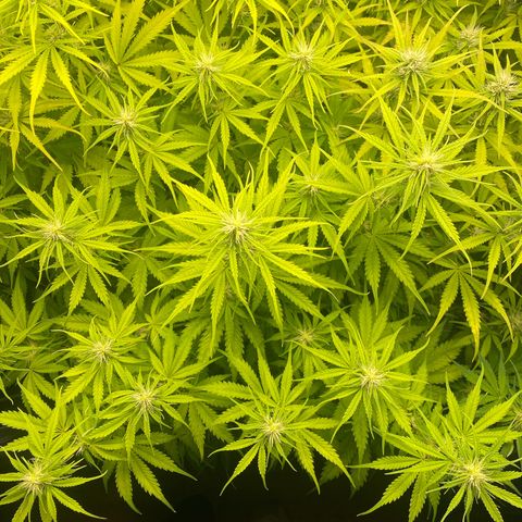 Plantzero3 growlog timeline photo