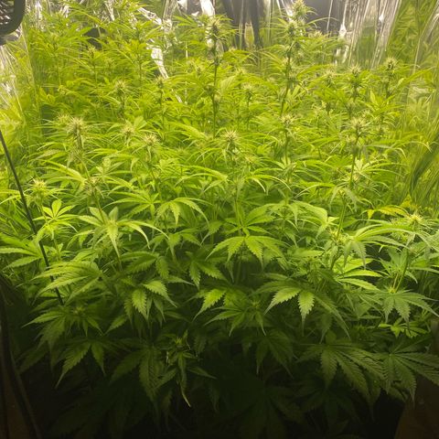 Plantzero3 growlog timeline photo