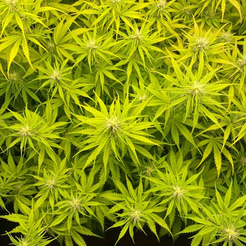 Plantzero3 growlog timeline photo