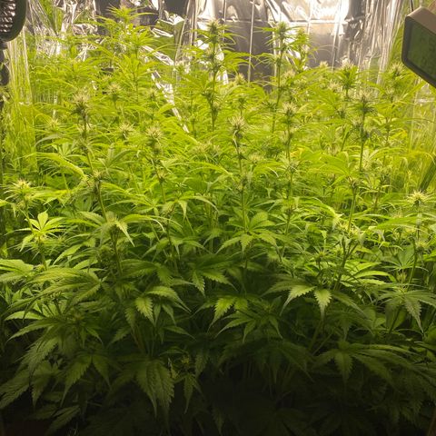 Plantzero3 growlog timeline photo