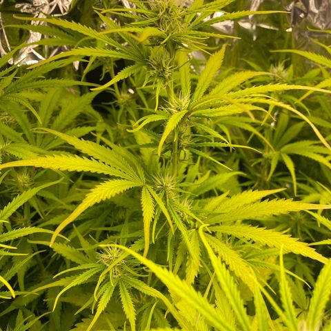 Plantzero2 growlog timeline photo
