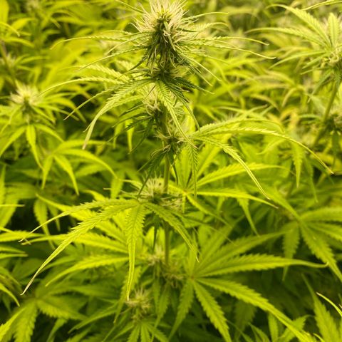 Plantzero3 growlog timeline photo