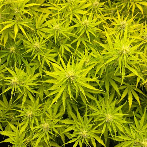 Plantzero3 growlog timeline photo