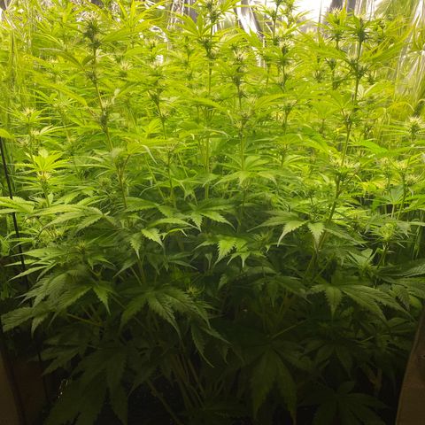 Plantzero3 growlog timeline photo